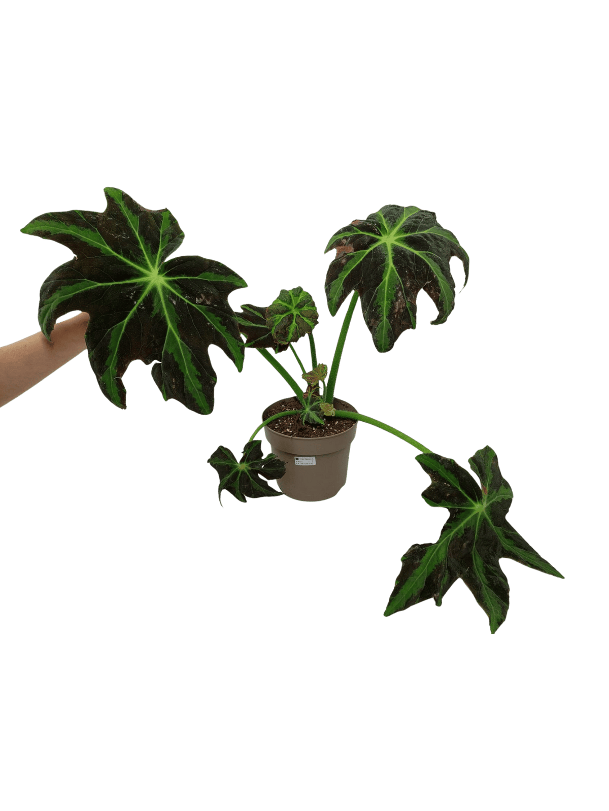 Begonia Heracleifolia Draco