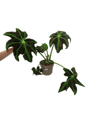 Begonia Heracleifolia Draco