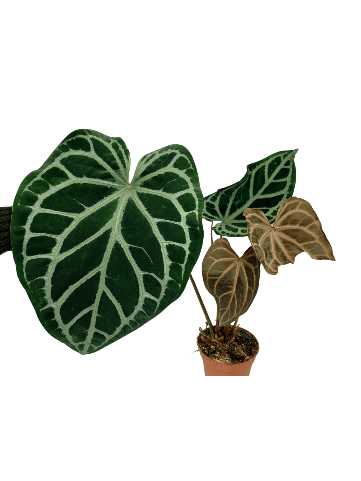 Anthurium Red Crystallinum