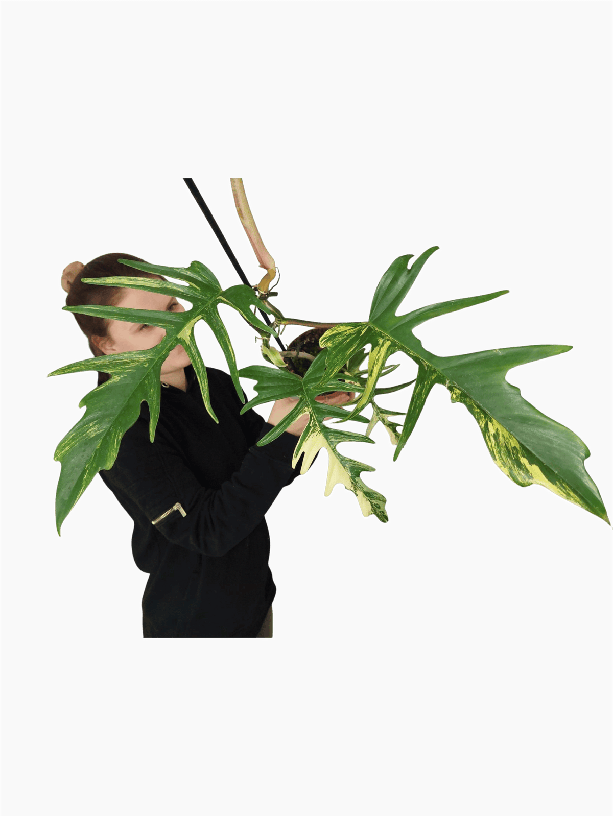 Philodendron Florida Beauty x Tortum Variegata