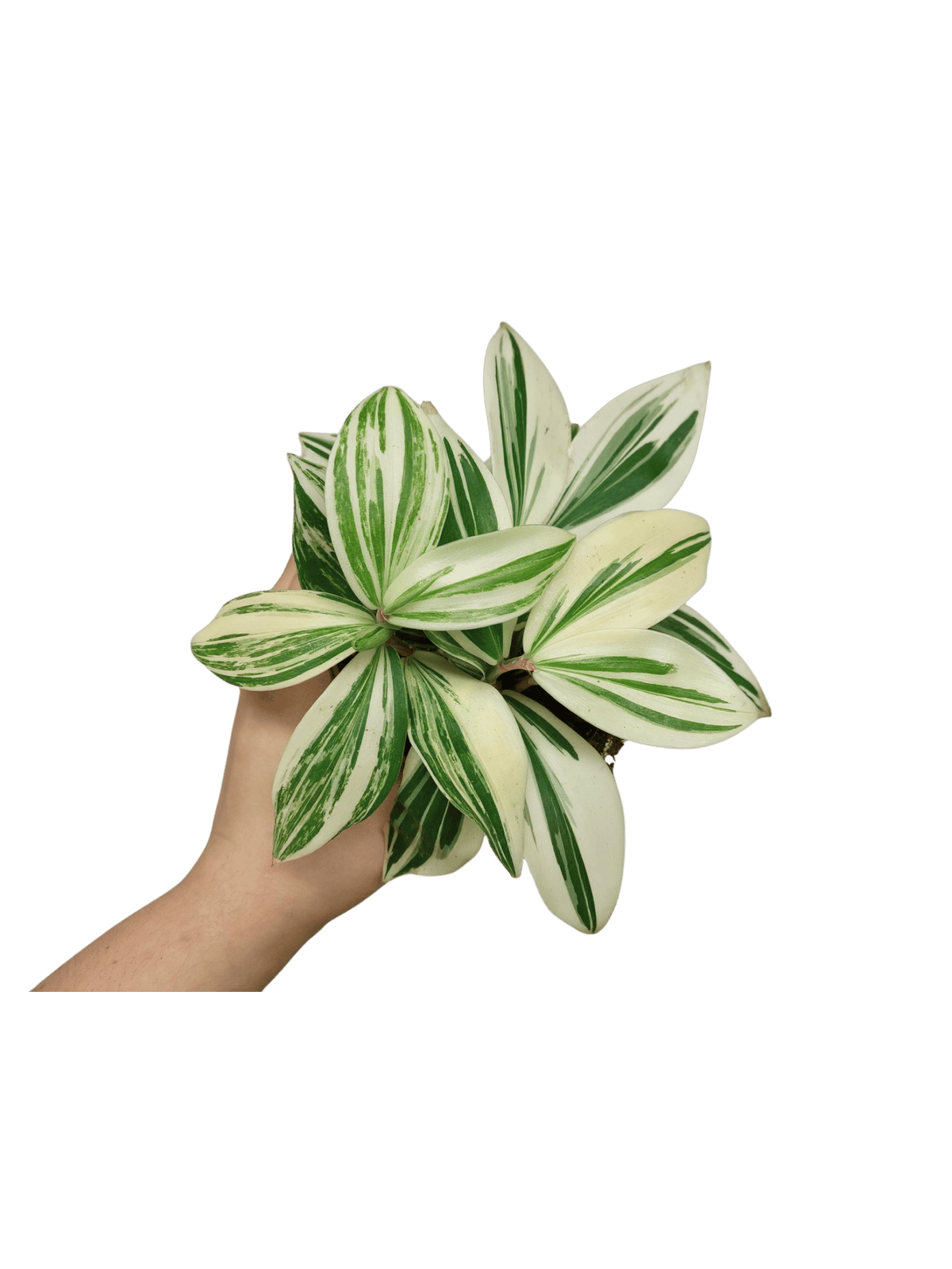 Costus Arabicus Variegata