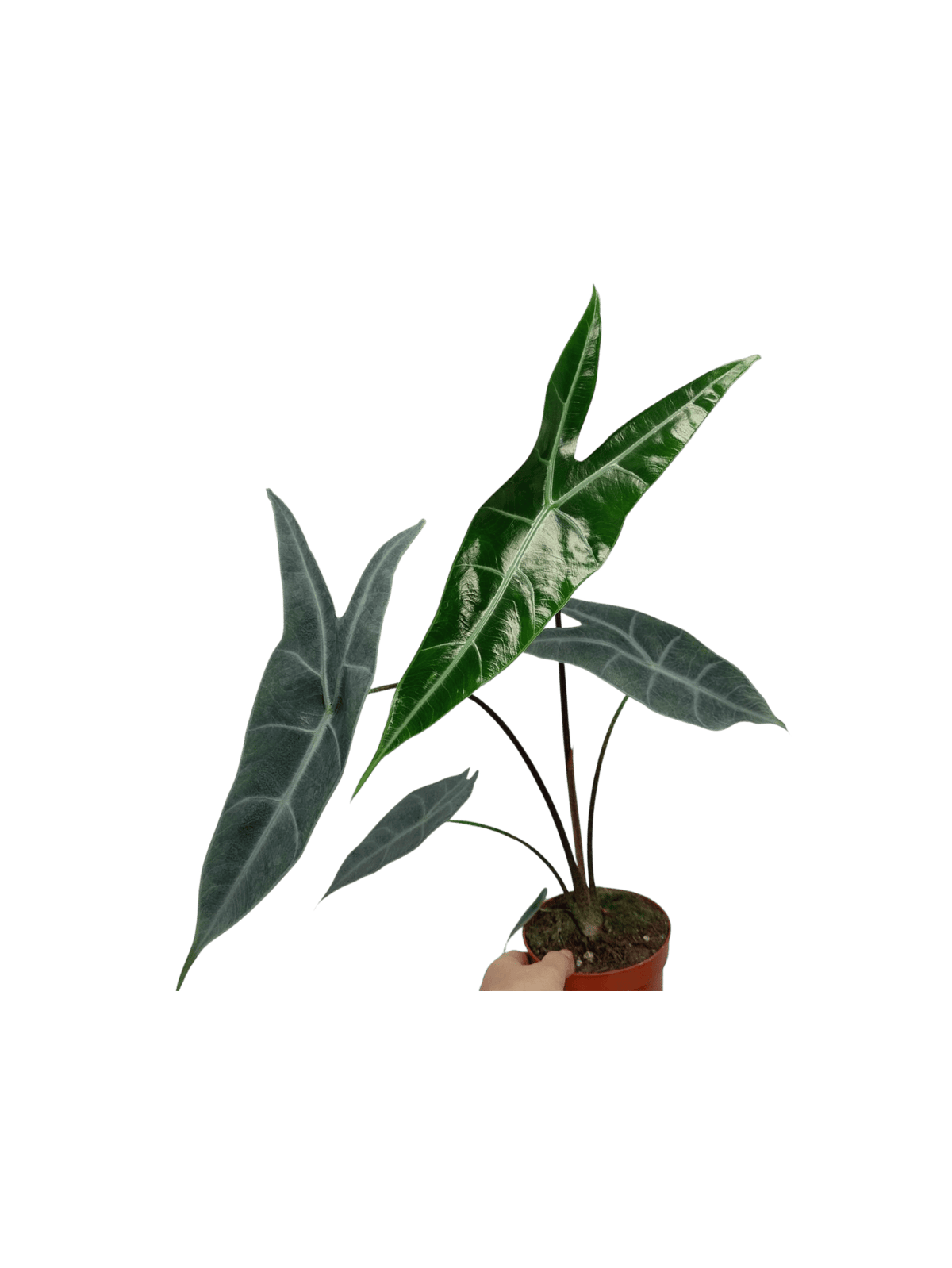 Alocasia Longiloba Silver