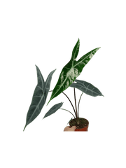 Alocasia Longiloba Silver