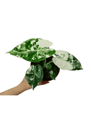 Alocasia Frydek Variegata