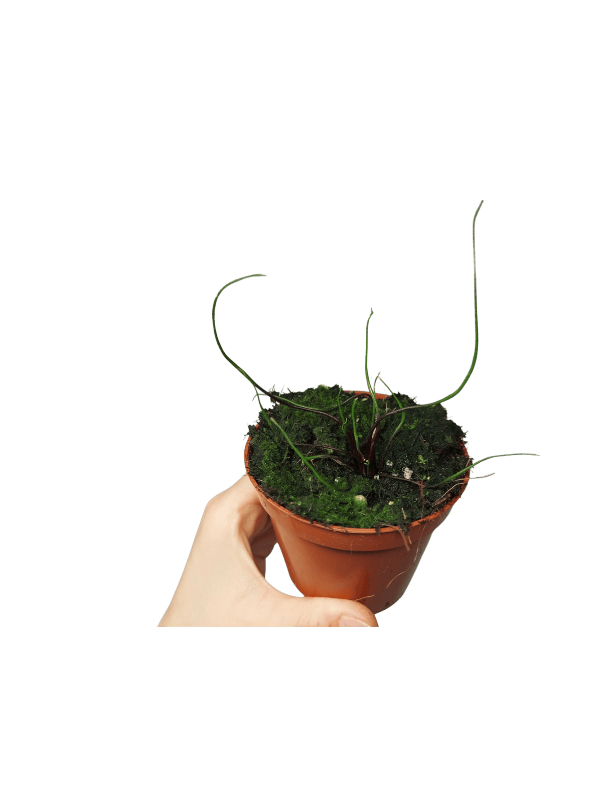 Alocasia Flying Squid