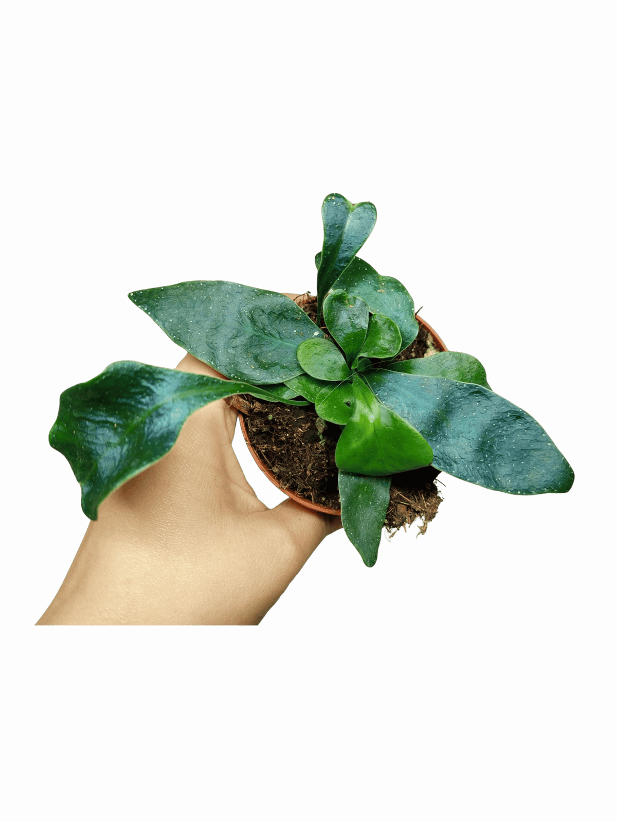Microsorum Siamensis