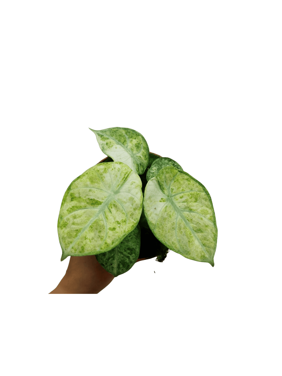 Alocasia Ninja Tricolor