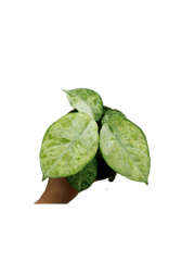 Alocasia Ninja Tricolor