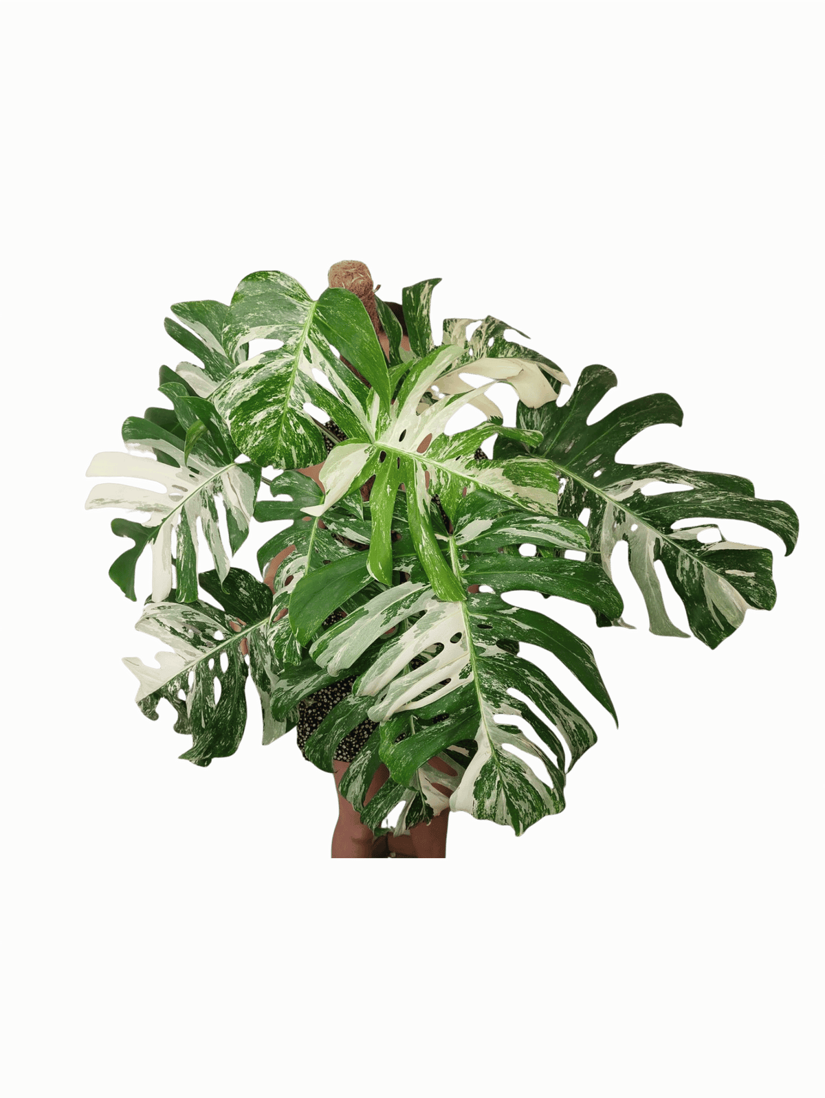 Monstera Variegata buschig Adult