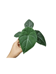 Alocasia Maharani