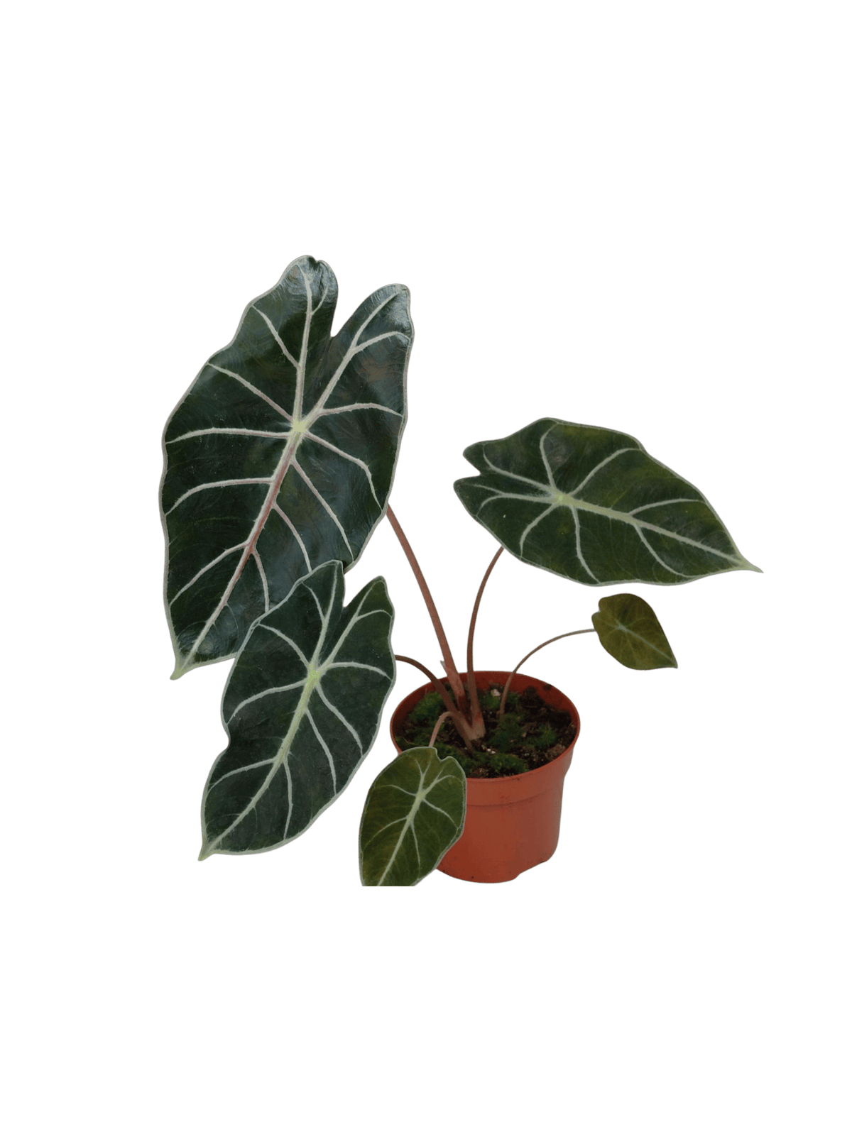 Alocasia Watsoniana Red Vein