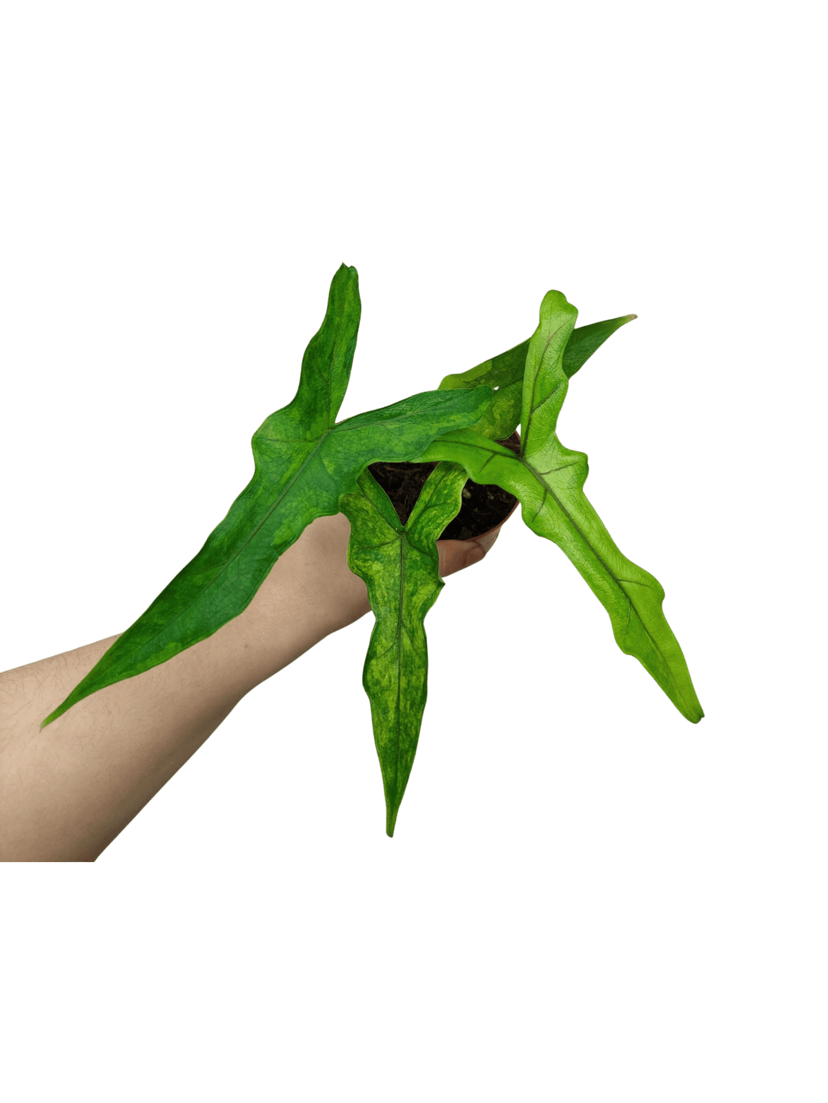 Alocasia Sabrina Aurea Variegata