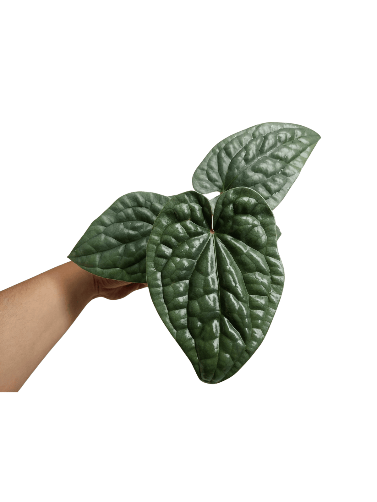 Anthurium Luxurians Silver