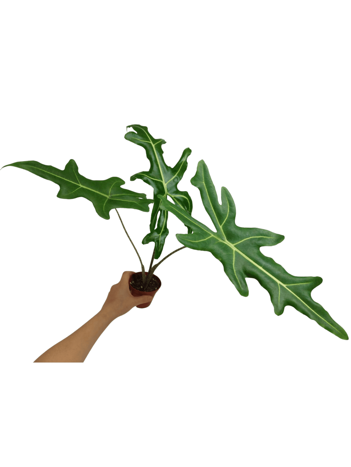 Alocasia Portei Zebra Stem