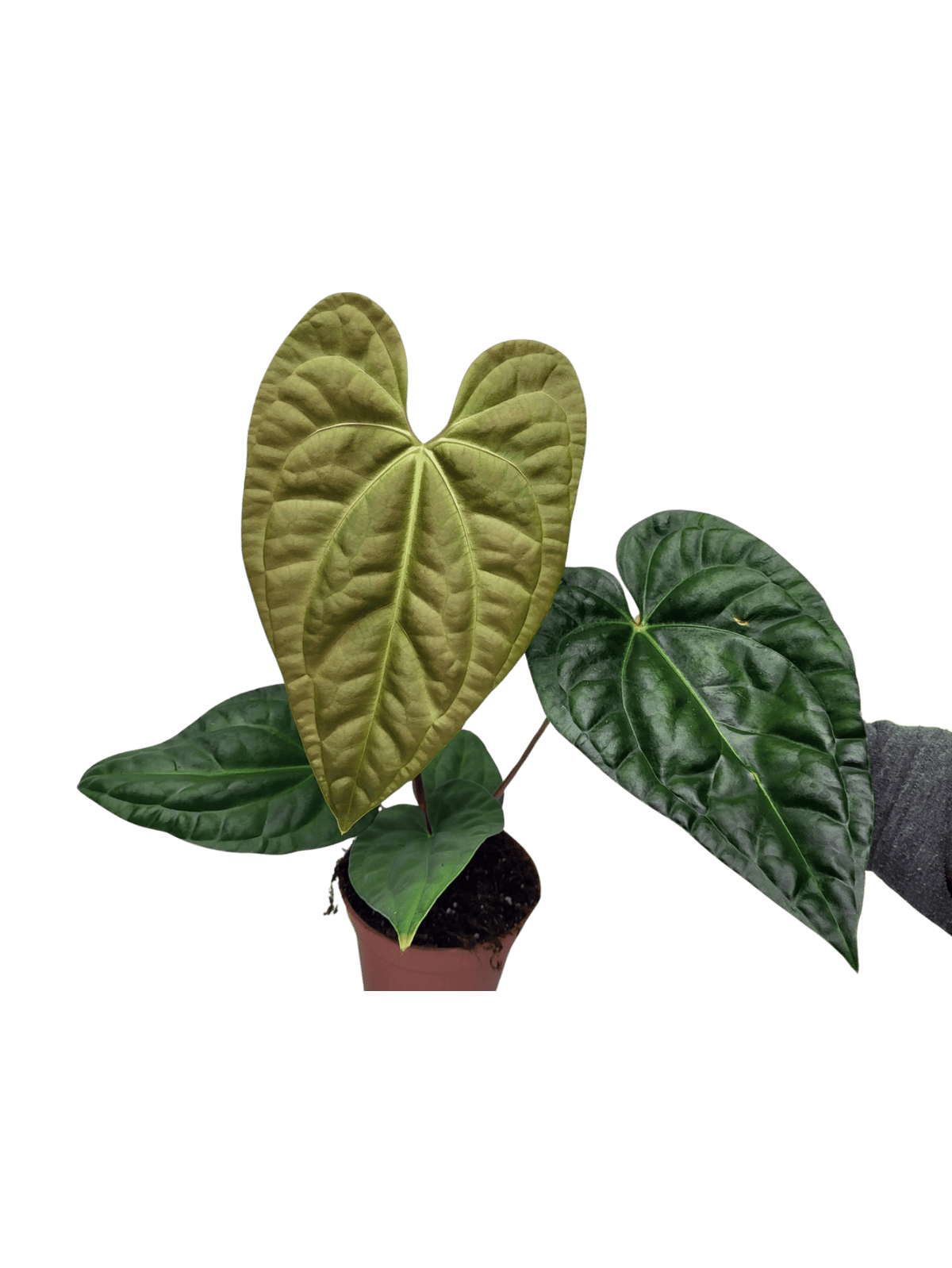 Anthurium Luxurians x Regale