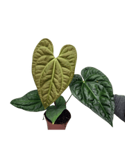 Anthurium Luxurians x Regale