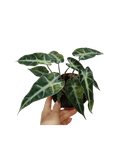 Alocasia Polly Aurea Variegata