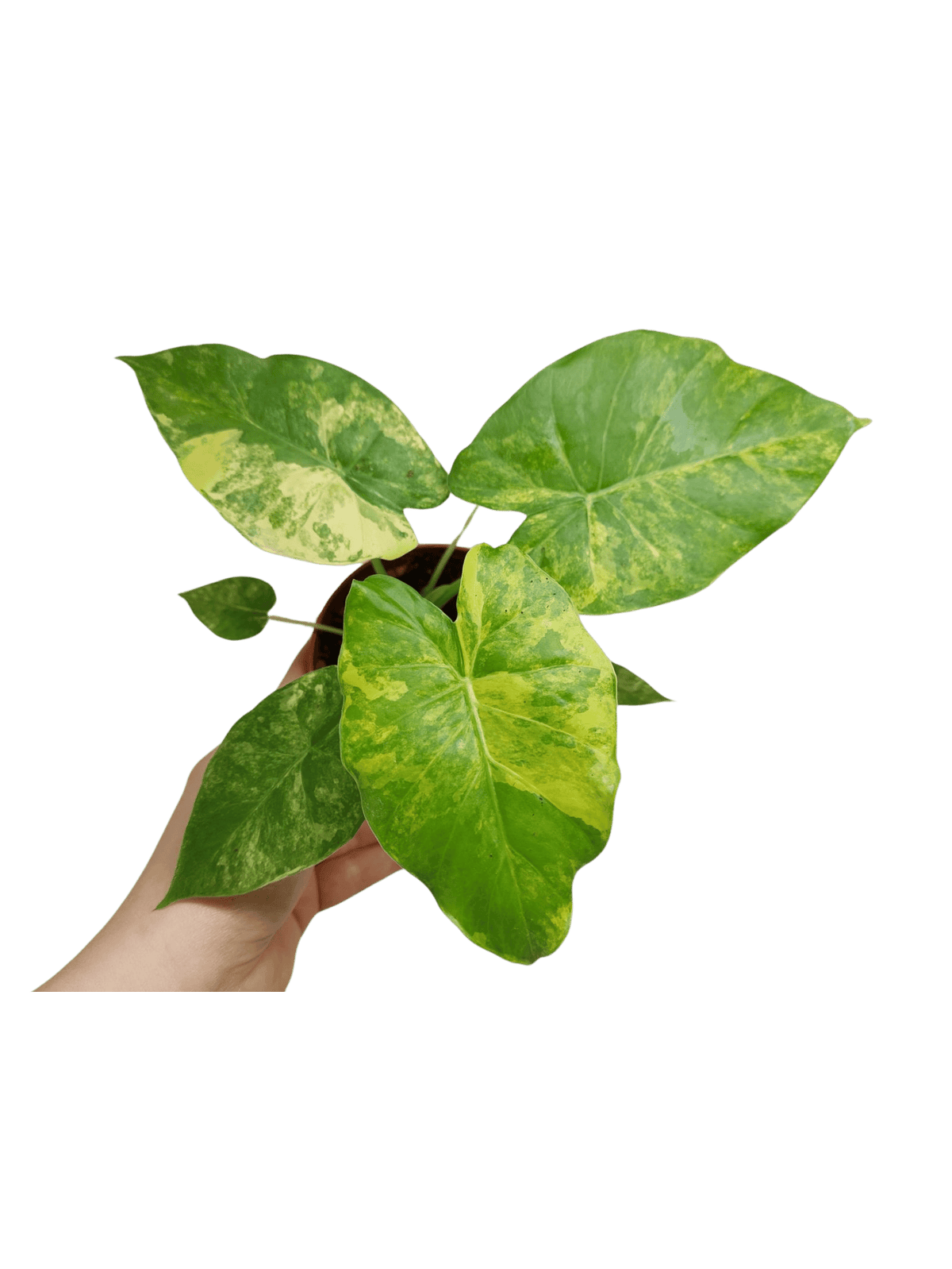 Alocasia Gageana Aurea Variegata