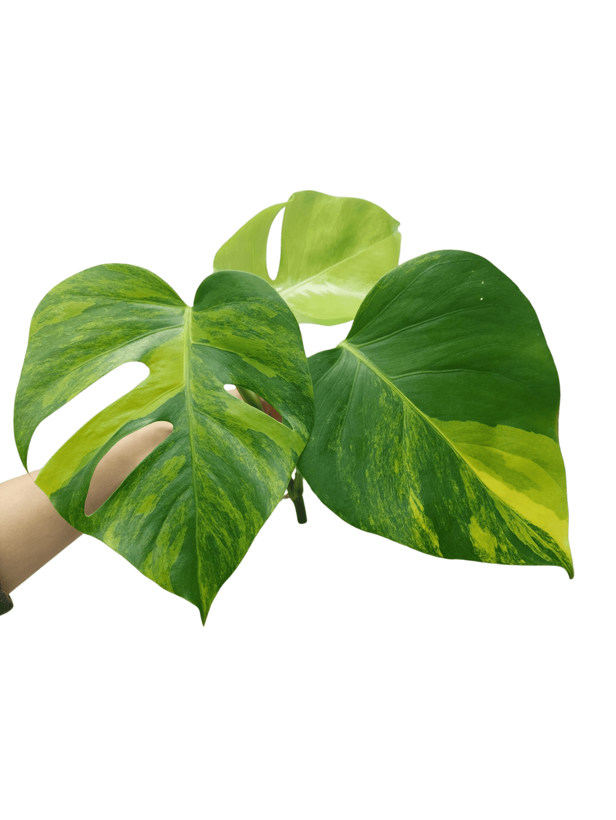 Monstera Aurea Steckling