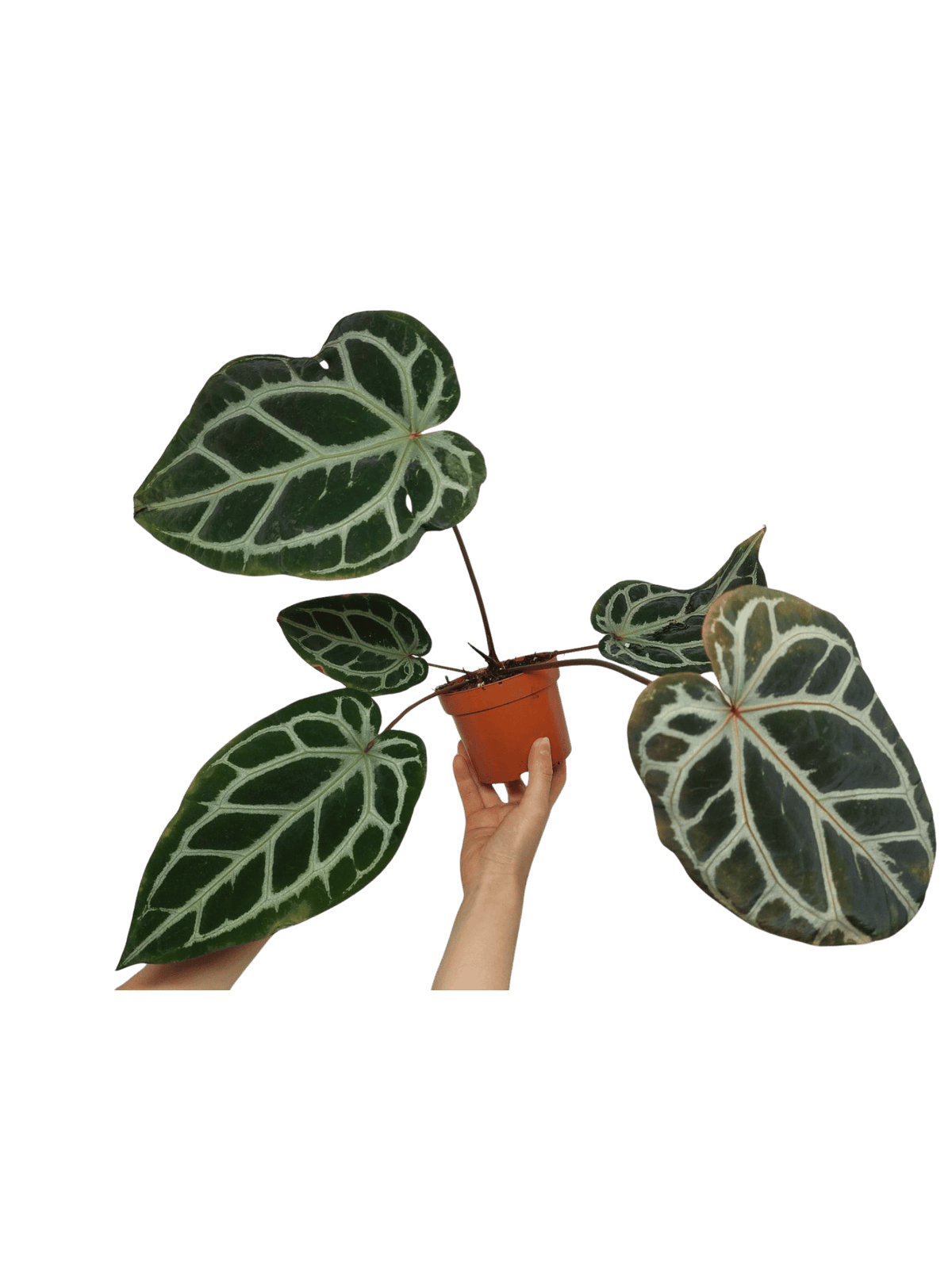 Anthurium Zara x Michelle X Red Crystallinum Hybrid