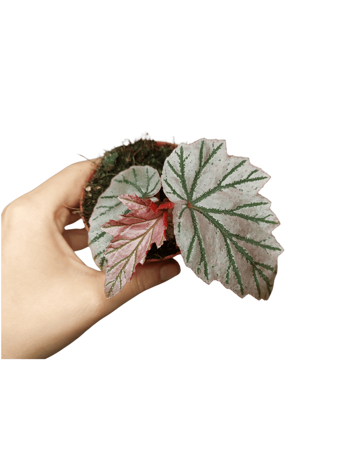 Begonia Lamoon