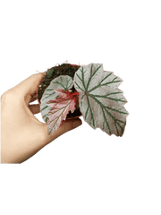 Begonia Lamoon