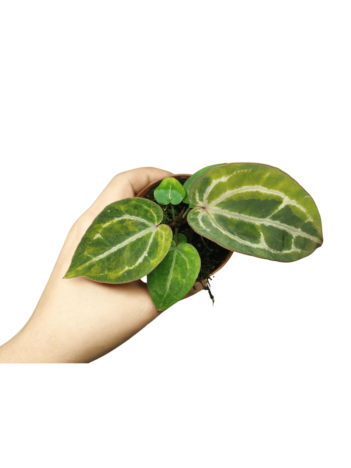 Anthurium Red Crystallinum Aurea