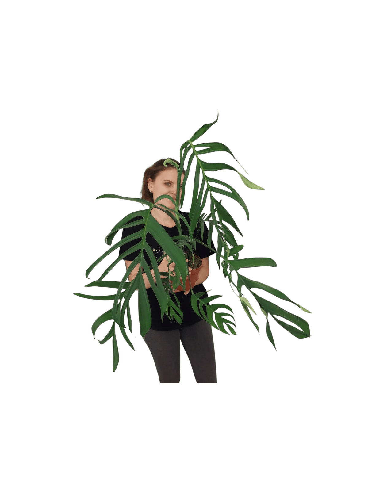 Monstera Croatii XXL