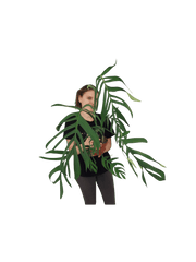 Monstera Croatii XXL