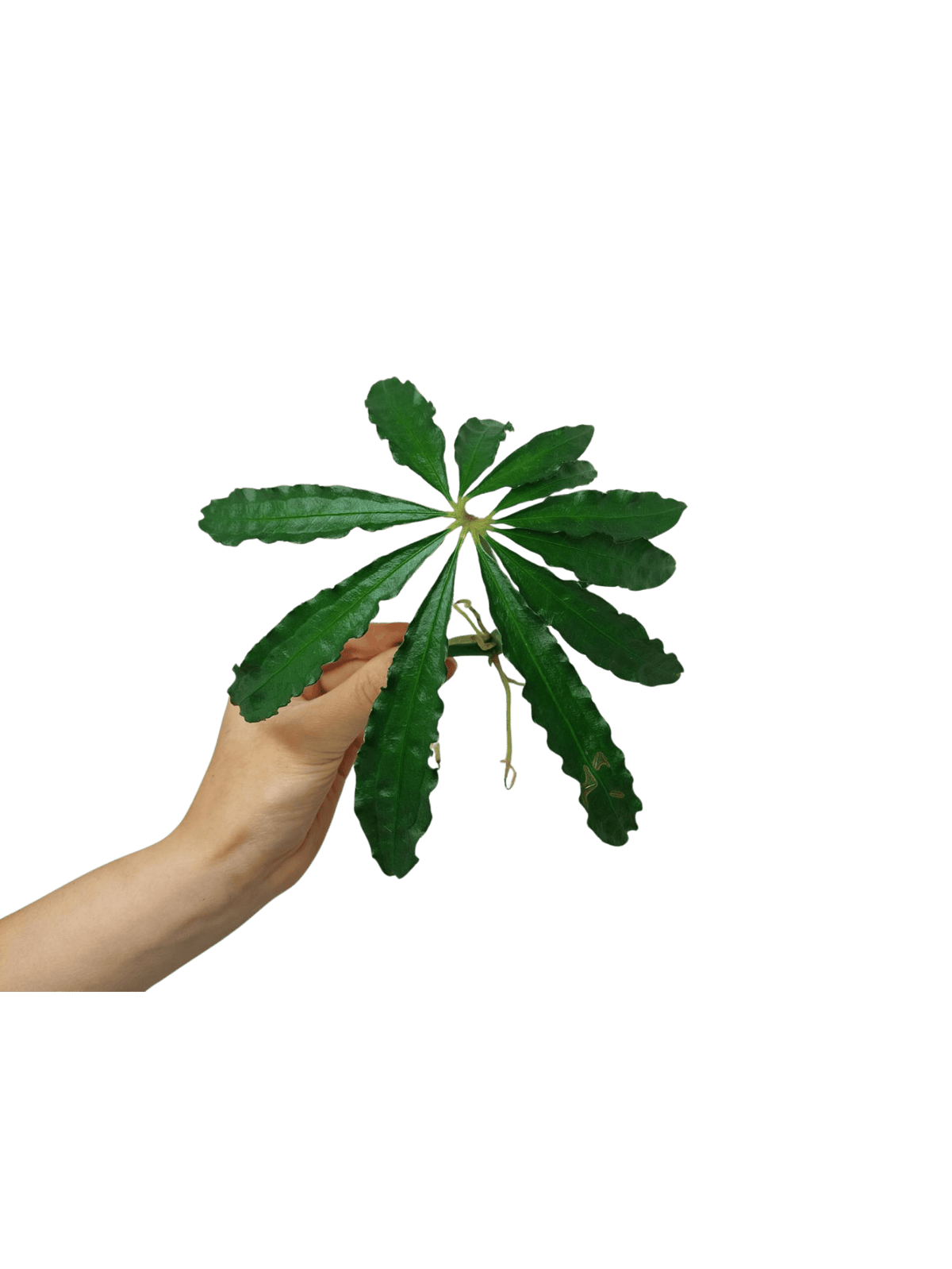 Anthurium Polyschistum Steckling