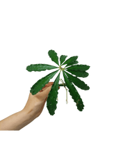 Anthurium Polyschistum Steckling