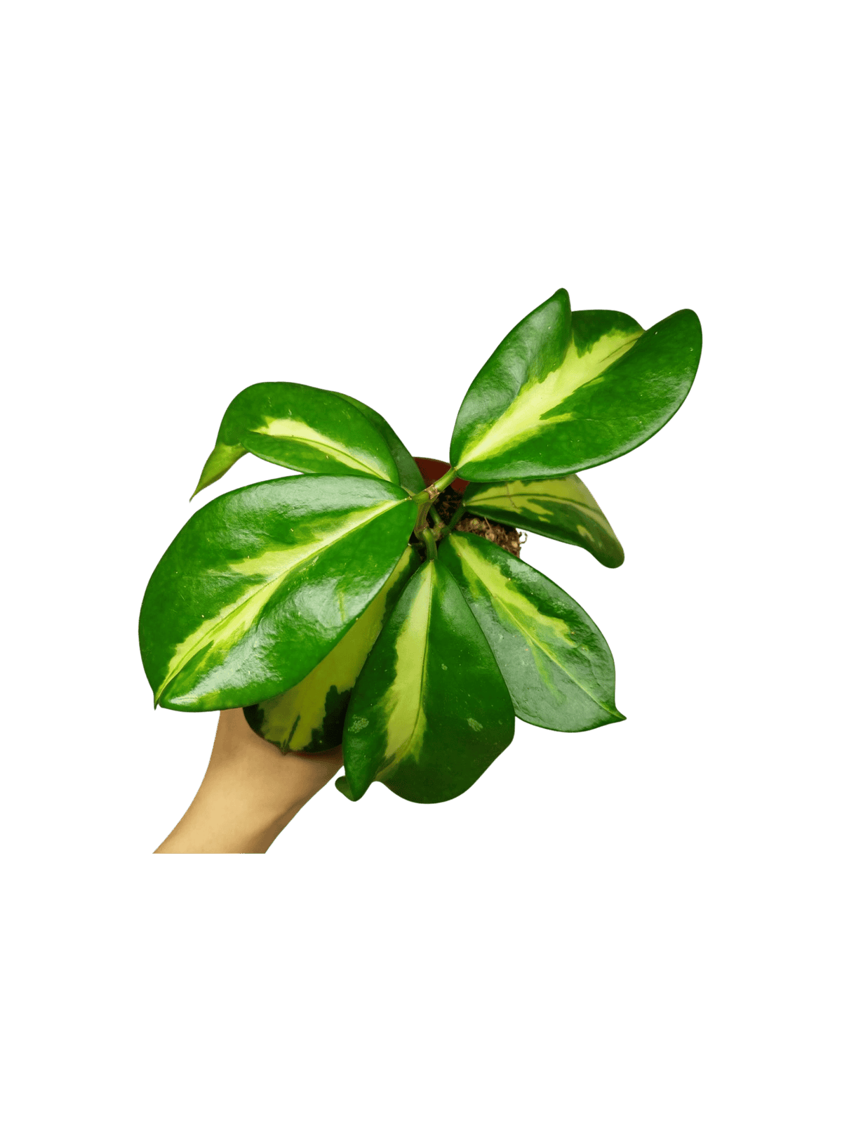 Hoya Diversifolia Maharani