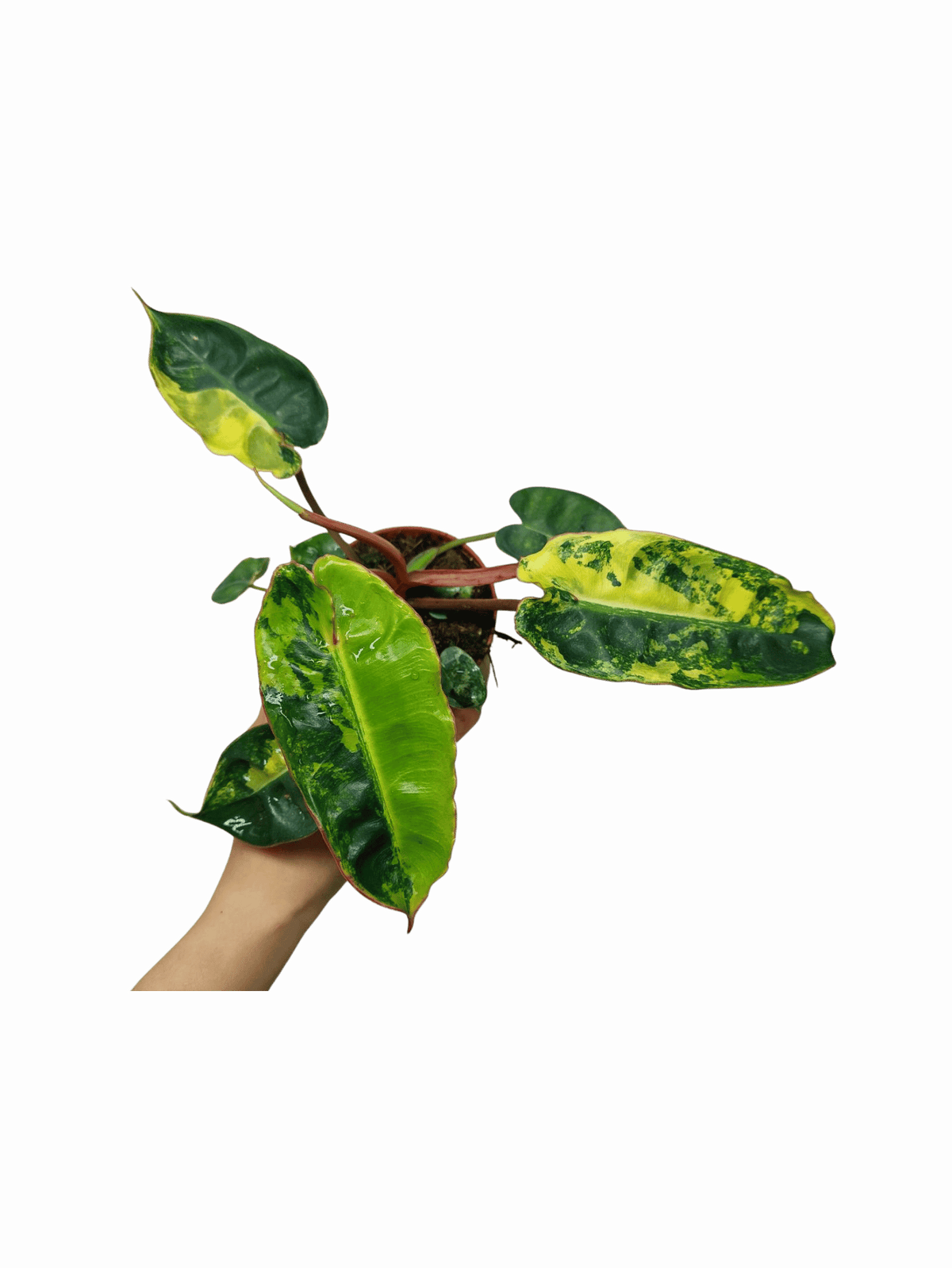 Philodendron Billietiae Variegata