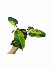 Philodendron Billietiae Variegata