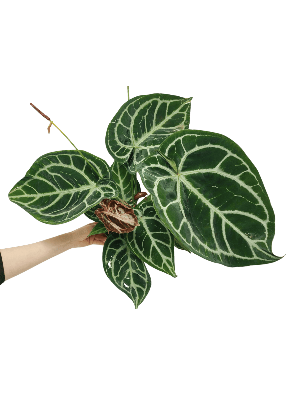 Anthurium Crystallinum Karma Crystal