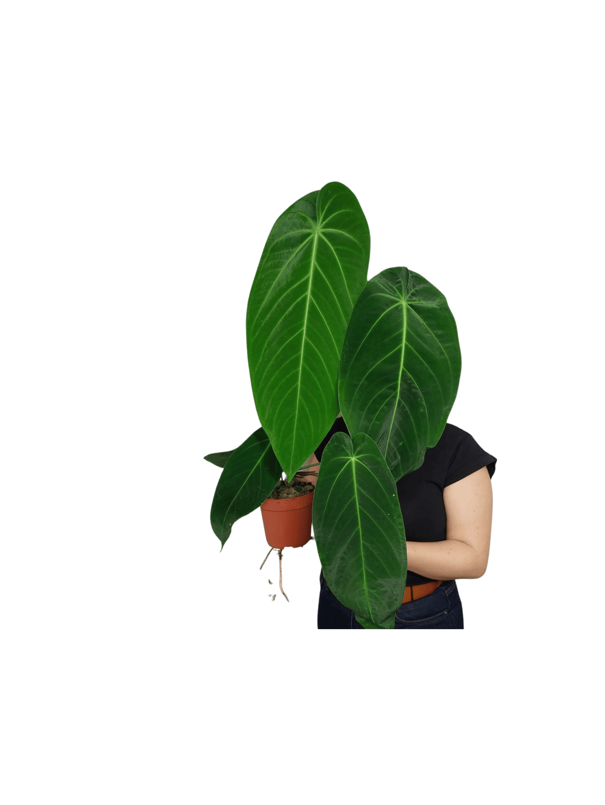 Anthurium Warocqueanum x Waterburyanum