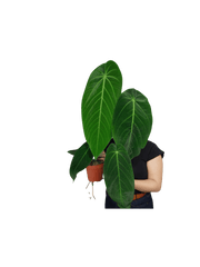 Anthurium Warocqueanum x Waterburyanum