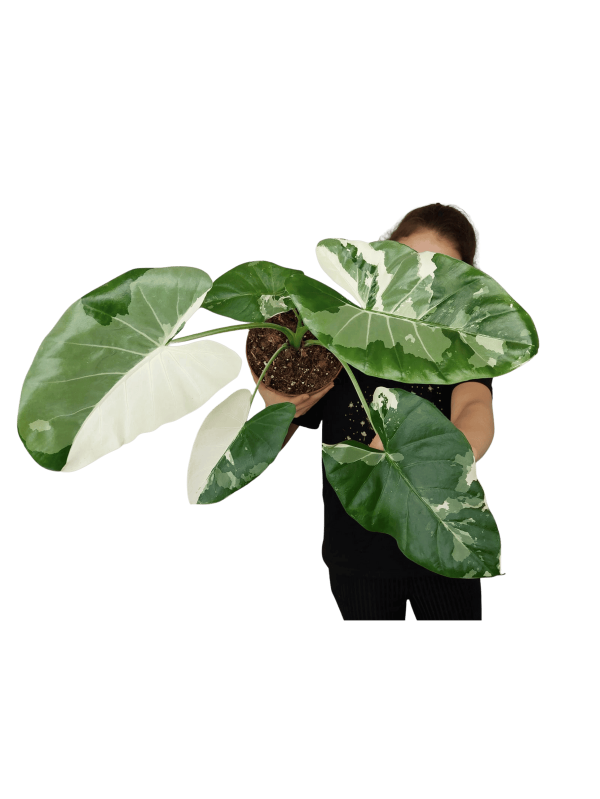 Alocasia Macrorrhiza Variegata