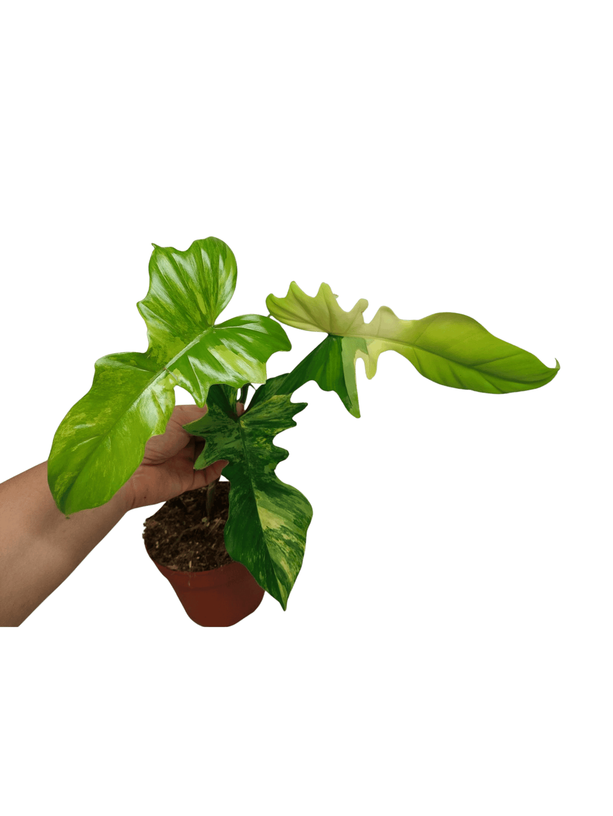 Philodendron Florida Beauty x Bipennifolium Variegata