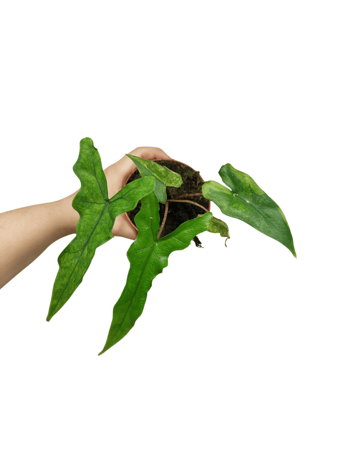 Alocasia Sabrina Aurea Variegata