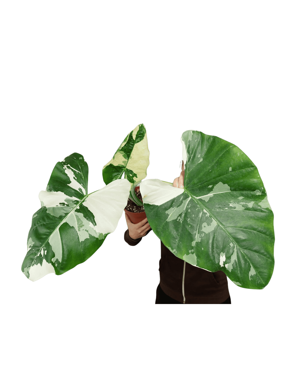 Alocasia Macrorrhiza Variegata