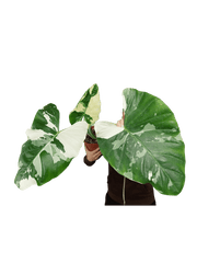 Alocasia Macrorrhiza Variegata