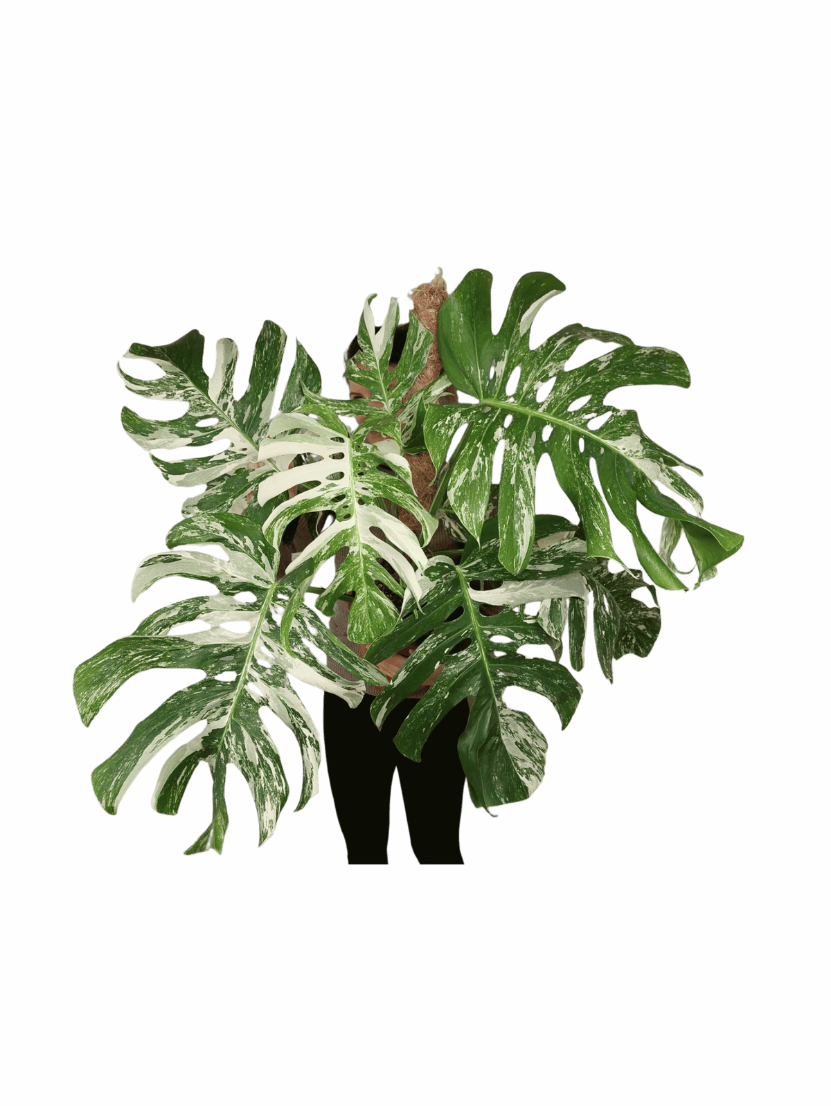 Monstera Variegata buschig