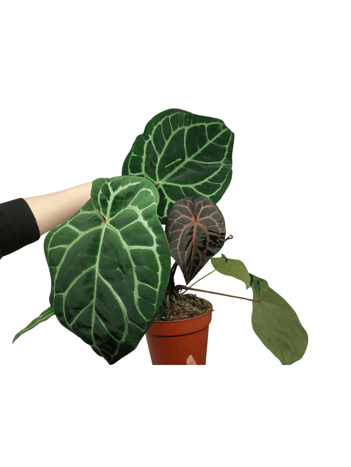 Anthurium Red Crystallinum NSE x Tezula