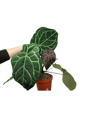 Anthurium Red Crystallinum NSE x Tezula