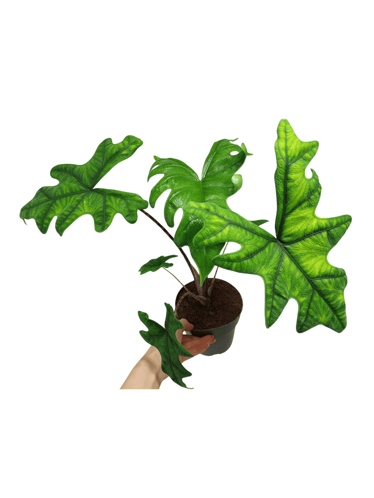 Alocasia Jacklyn groß