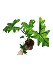 Alocasia Jacklyn groß