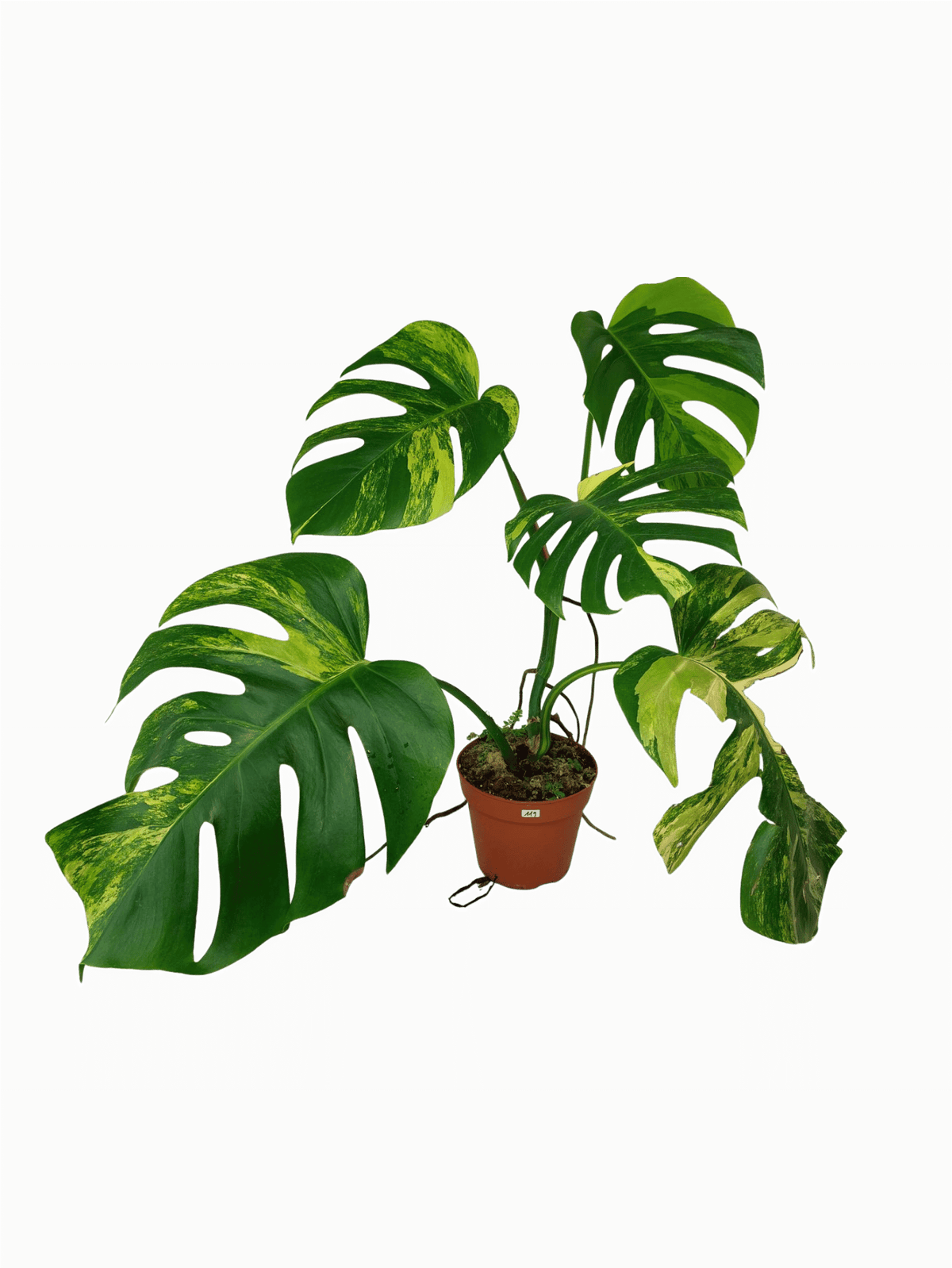 Monstera Aurea Variegata