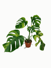 Monstera Aurea Variegata