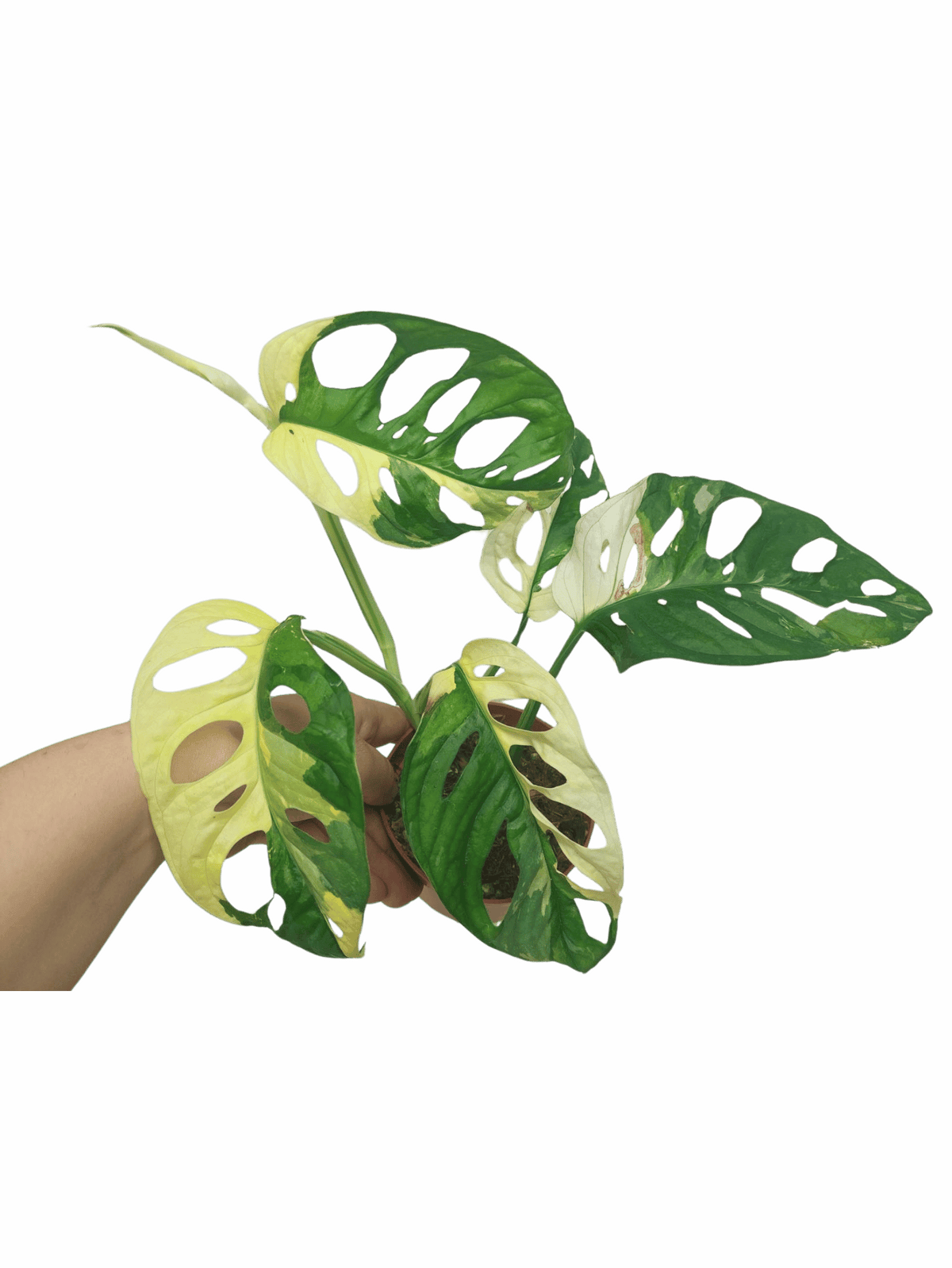 Monstera Adansonii Variegata